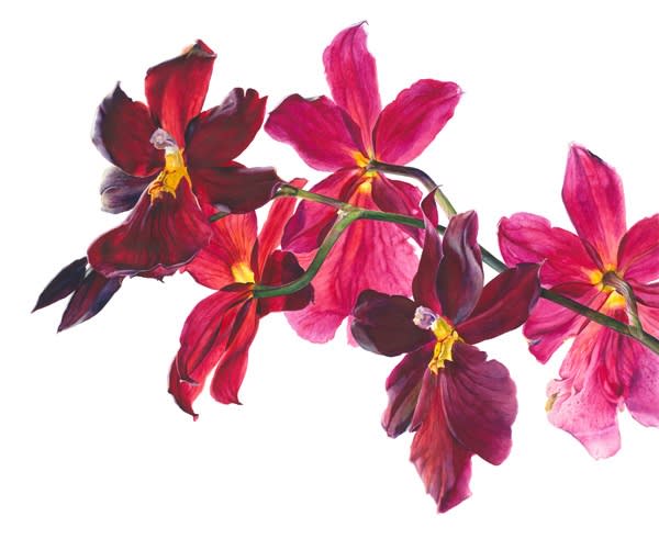 Rosie Sanders, Burrageara Nelly Isler Flowering II