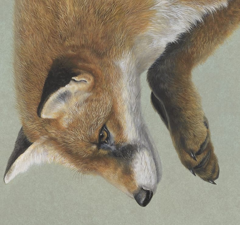 Tim Hayward, Fox pounce, 2021
