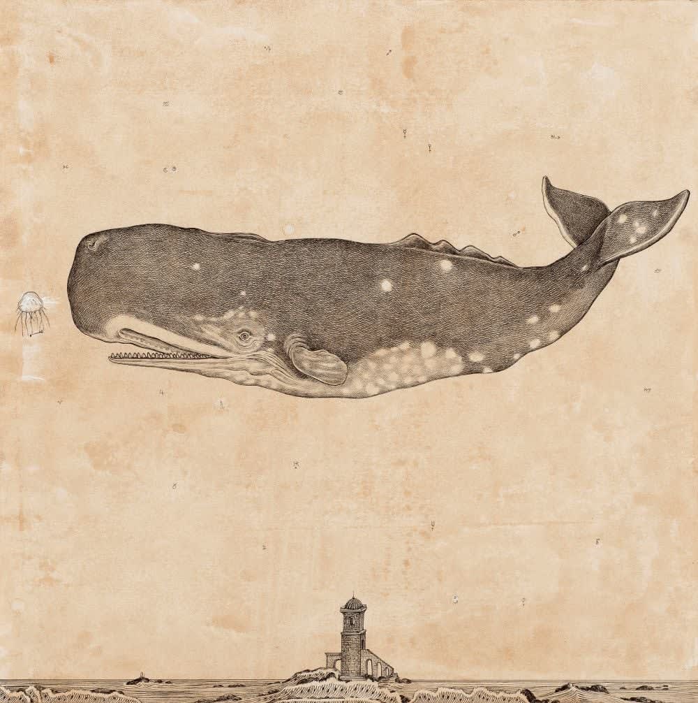 Andrea Collesano, MEGAPTERA (Whale) , 2025
