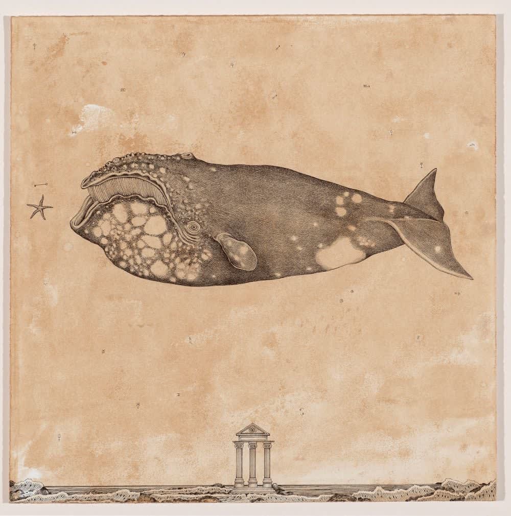 Andrea Collesano, EUBALAENA AUSTRALIS (Whale), 2025
