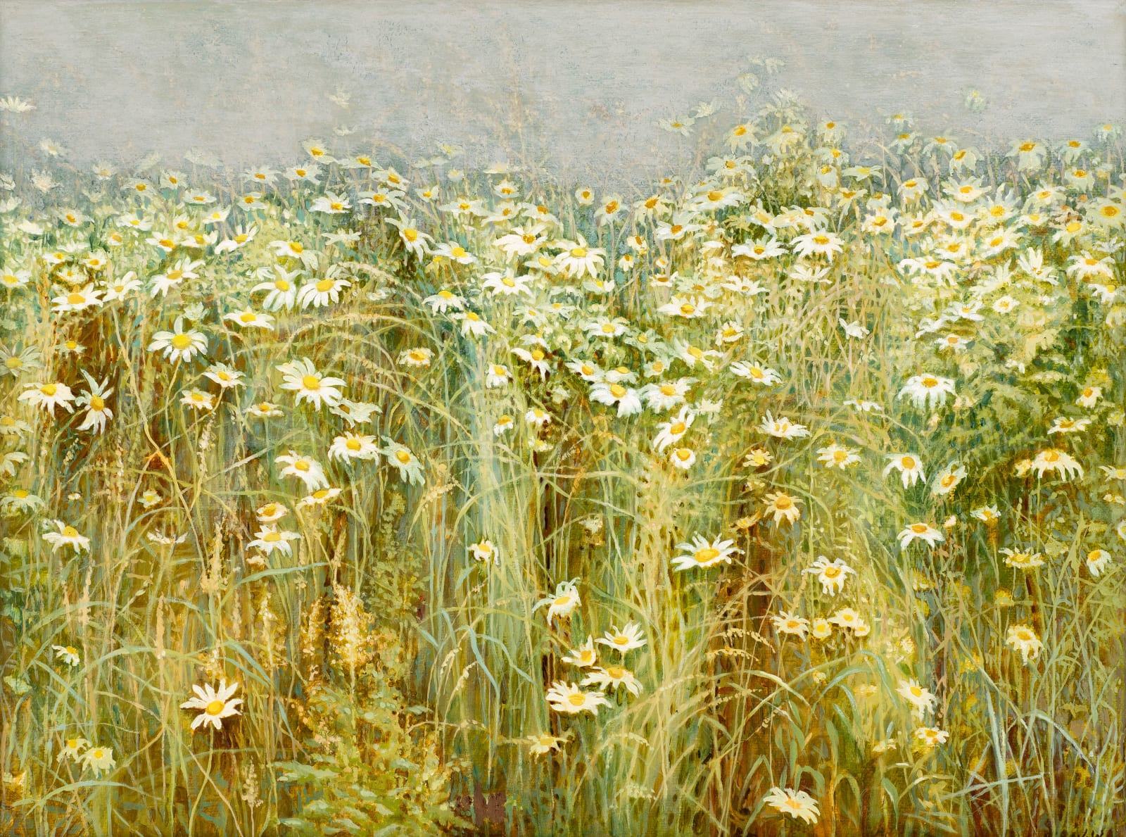 Jane Wormell, Oxeye Daisies
