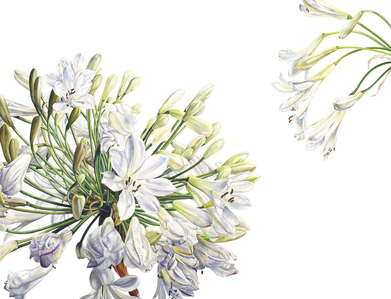Rosie Sanders, White Agapanthus