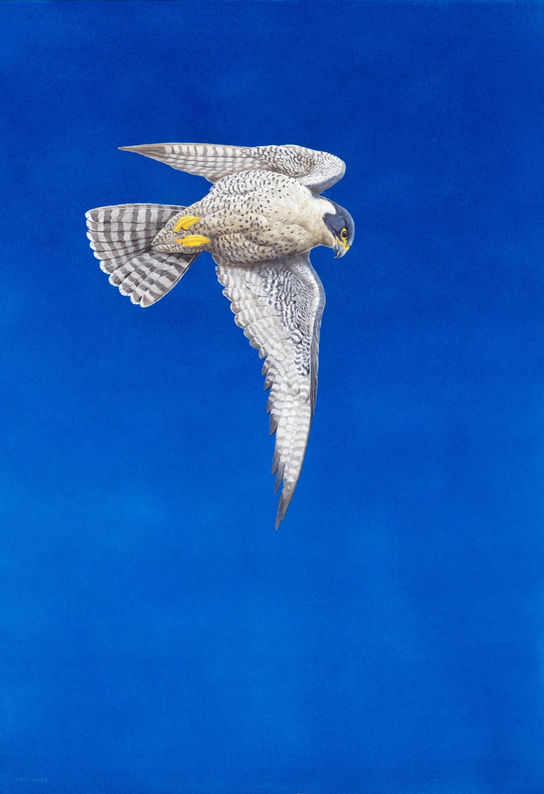 Tim Hayward, Opportunity - Blue