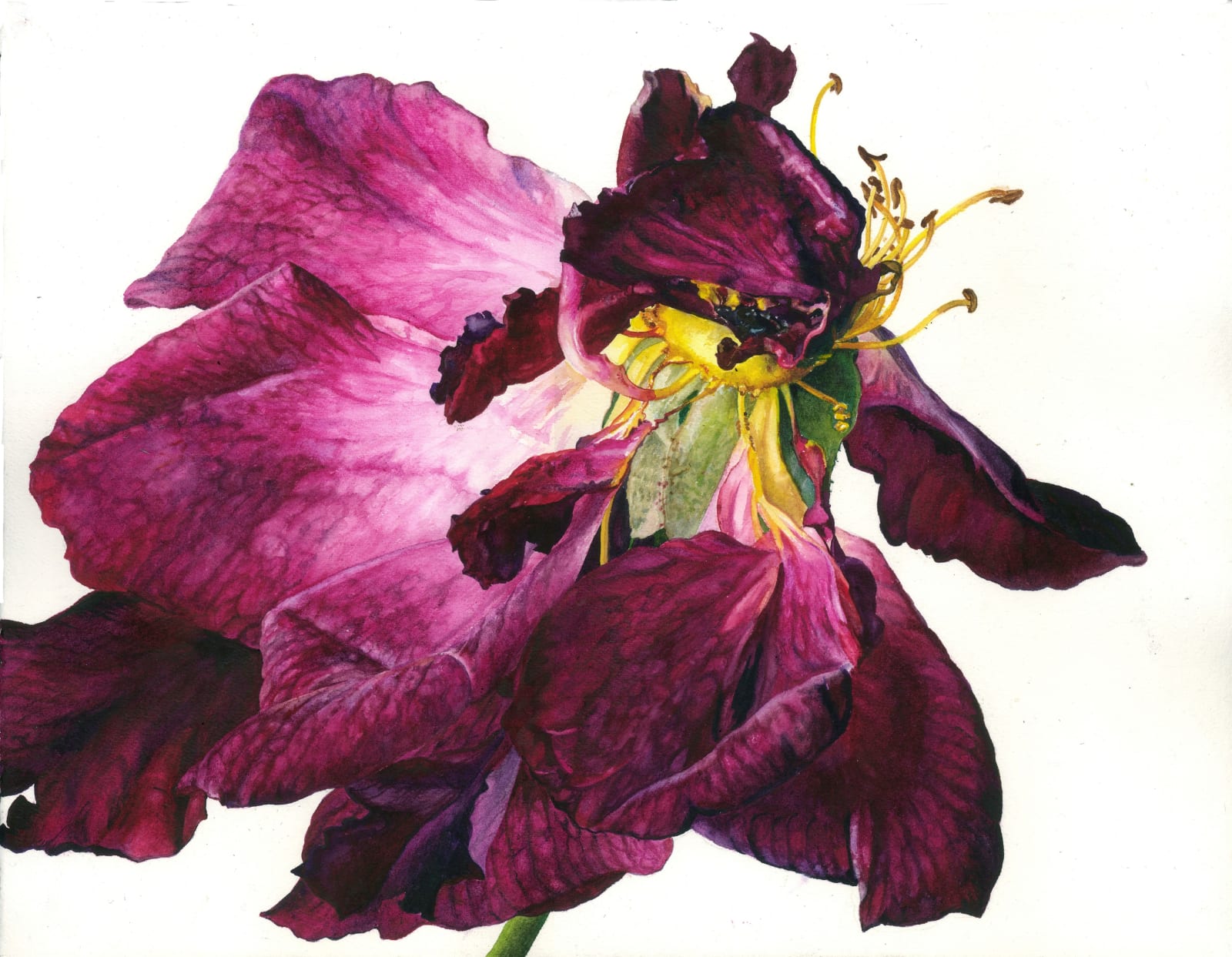 Rosie Sanders, Red as cherry harvest