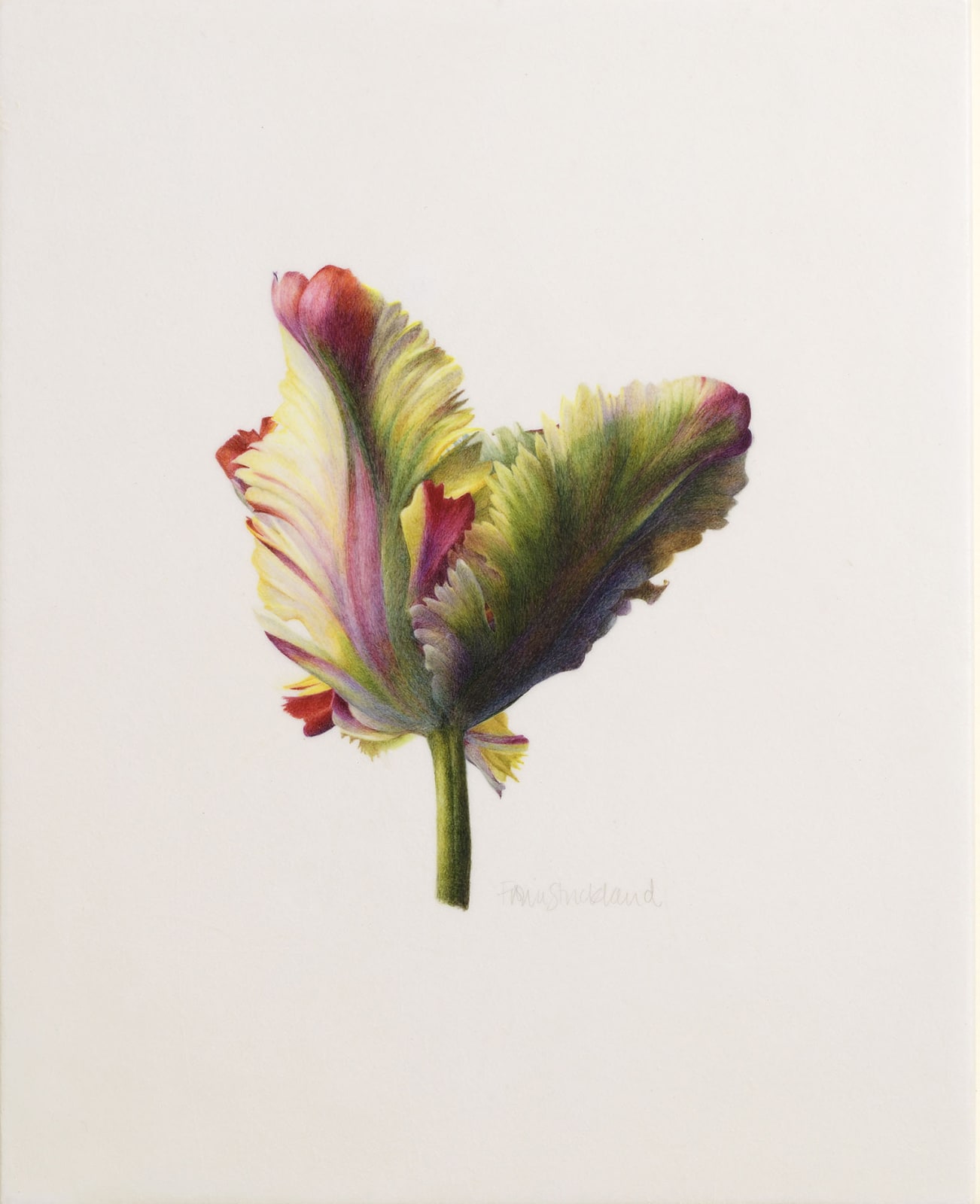 Fiona Strickland, Tulipa 'Flaming Parrot'