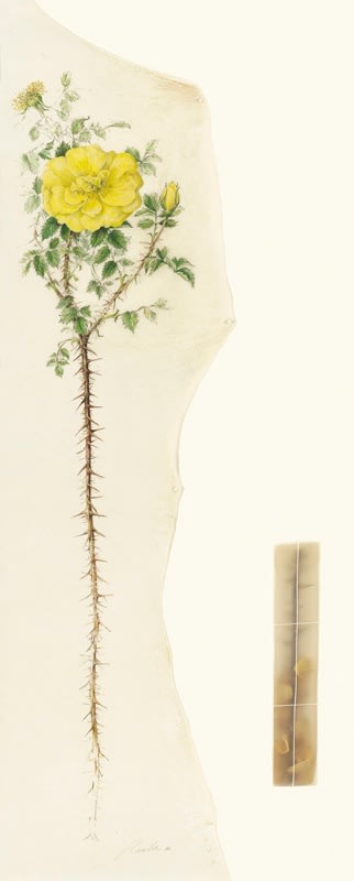 Kate Nessler, Yellow Rose