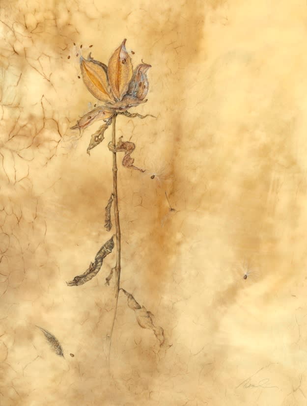 Kate Nessler, Milkweed