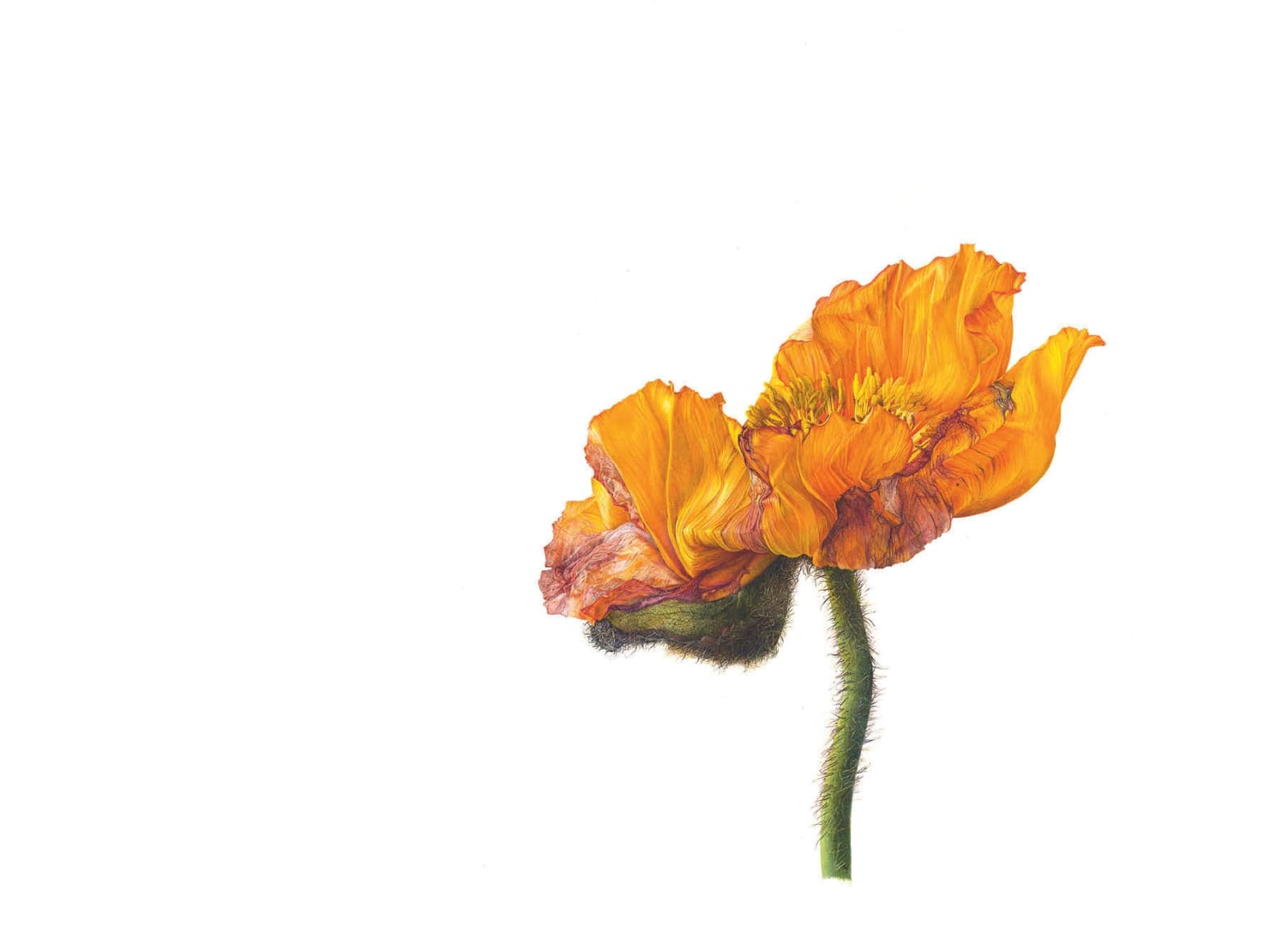 Fiona Strickland, Papaver (Papaver orientale)