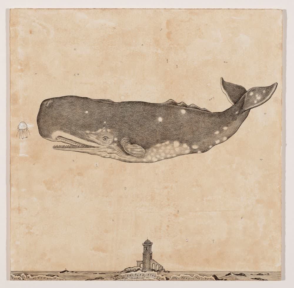 Andrea Collesano, MEGAPTERA (Whale) , 2025