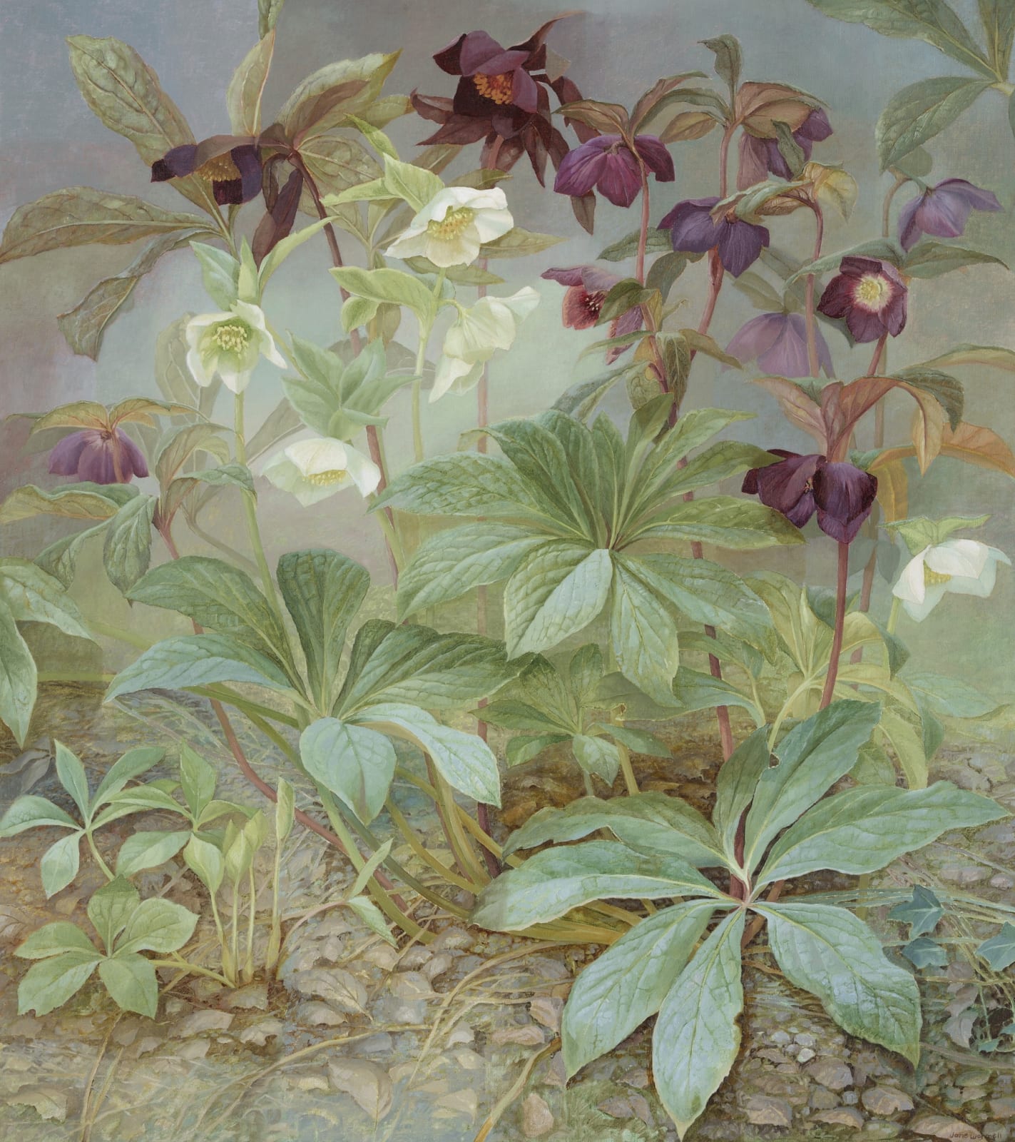 Jane Wormell, Hellebores