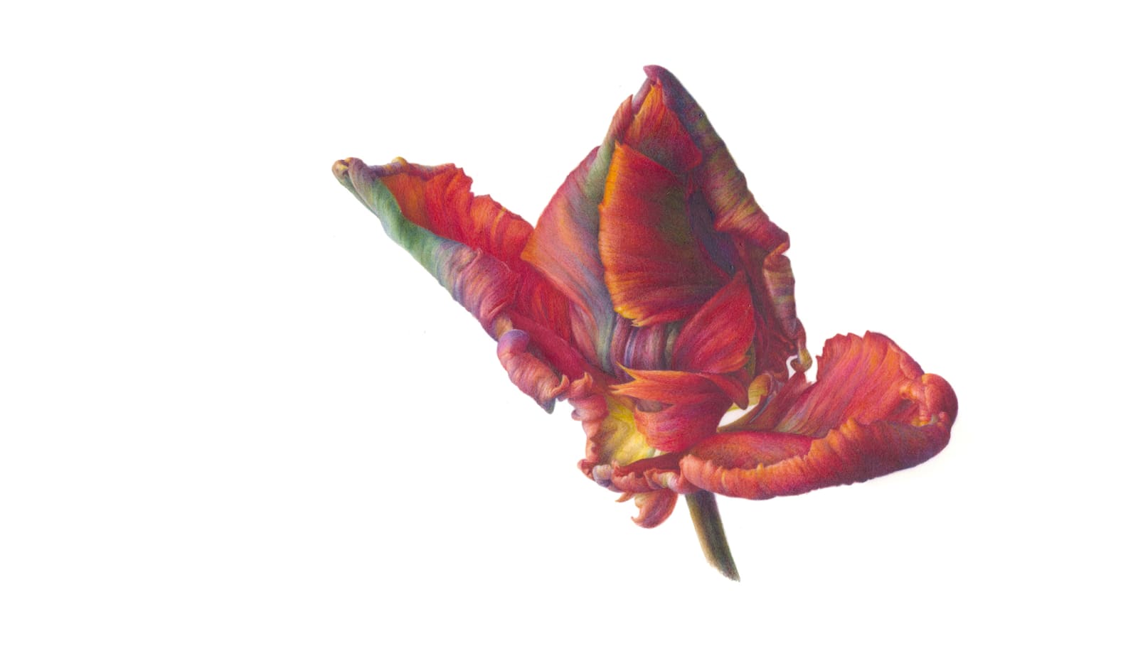 Fiona Strickland, Bud (Tulipa ‘Blumex Parrot’)