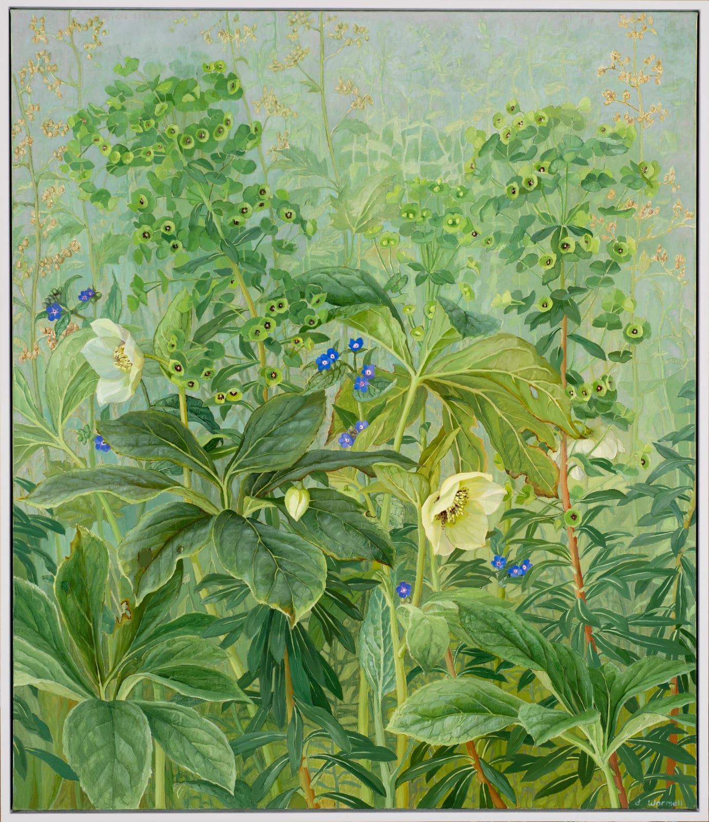 Jane Wormell, Hellebores, Euphorbia & Alkanets