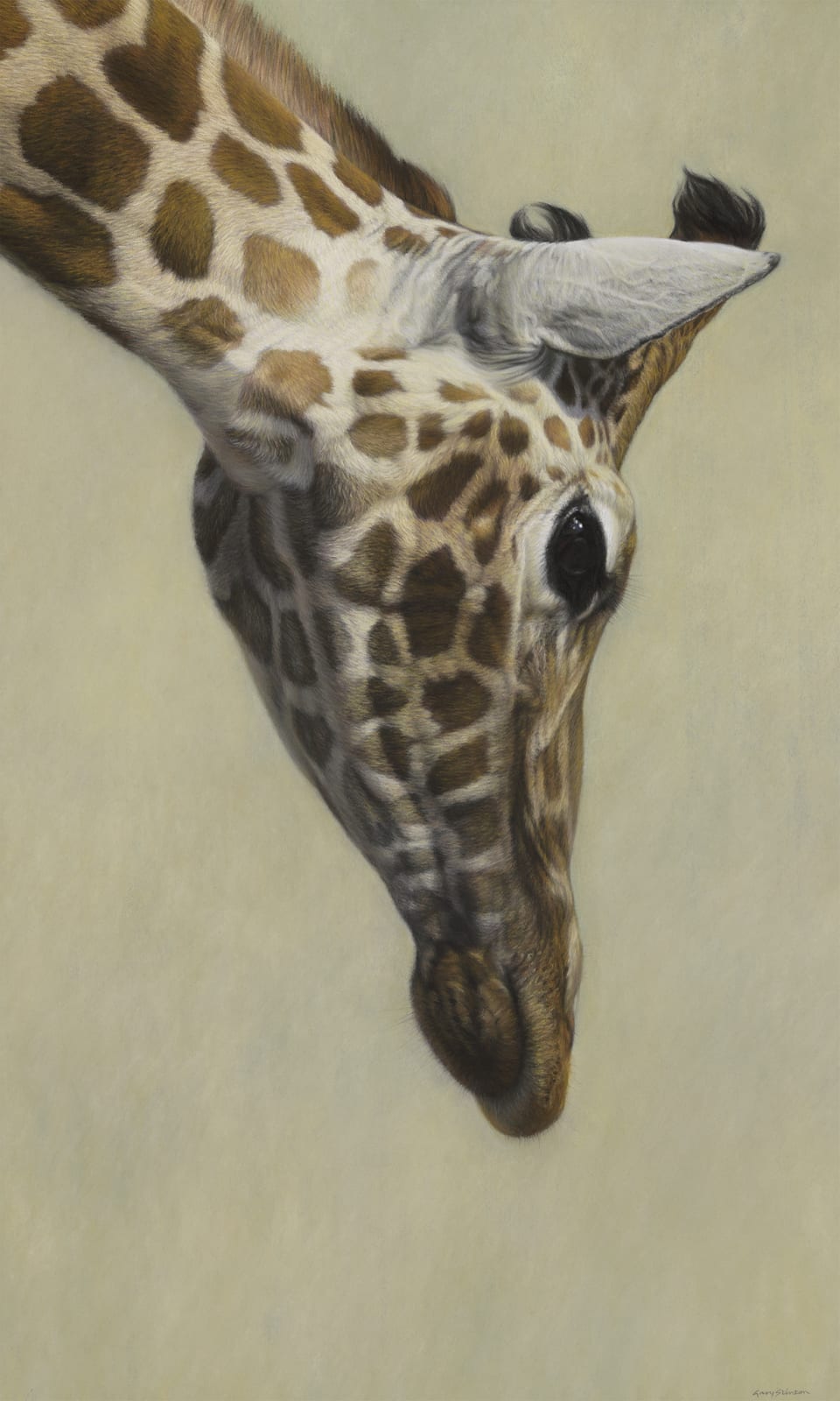 Gary Stinton, Rothschild's Giraffe Head Inclined