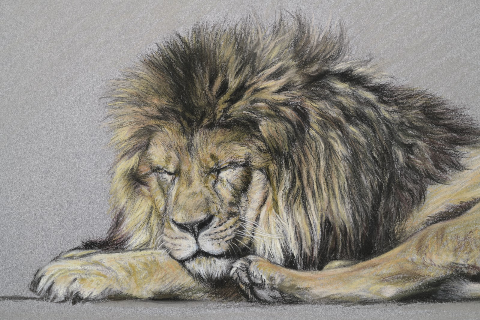 Gary Stinton, Study of Sleeping African Lion