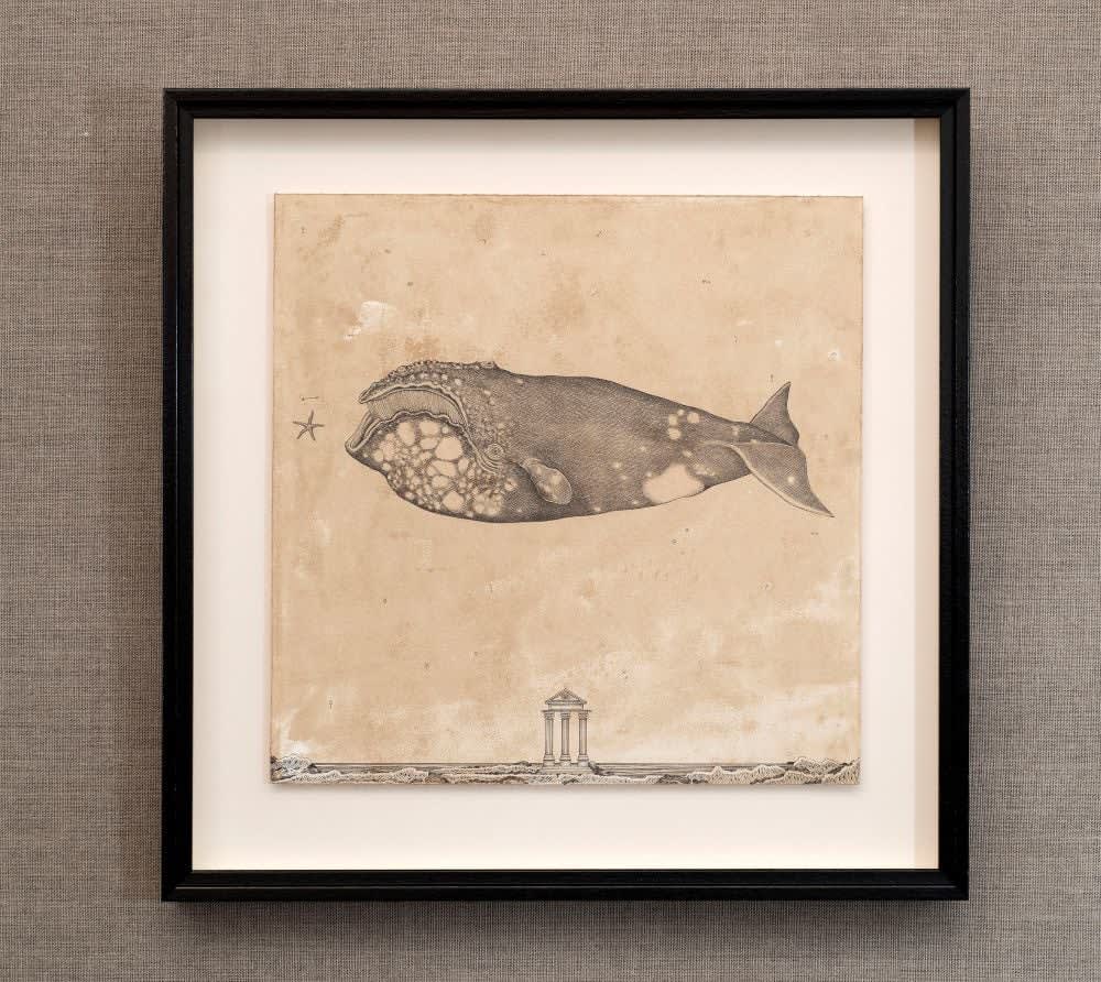 Andrea Collesano, EUBALAENA AUSTRALIS (Whale), 2025