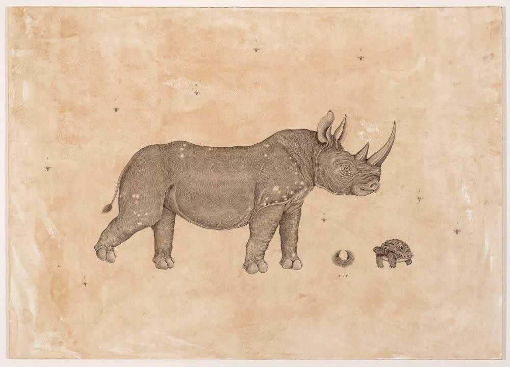 Andrea Collesano, DICEROS BICORNIS (Black Rhino) , 2025