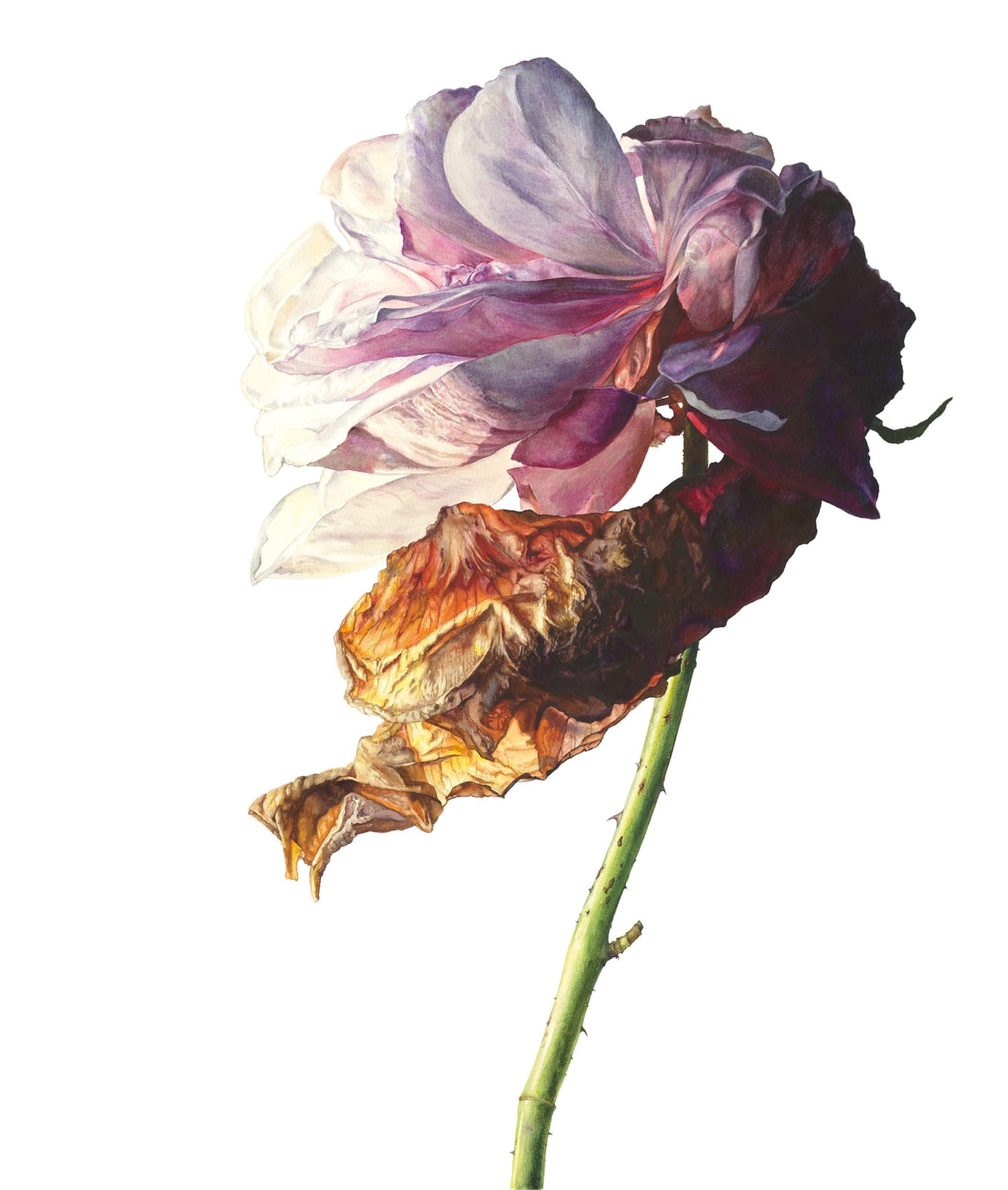 Rosie Sanders, Remembrance of things past
