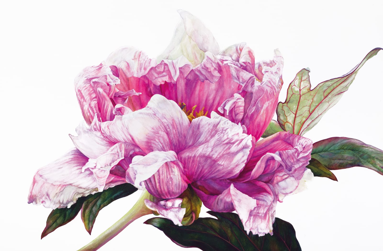Rosie Sanders, Tree Peony, 2023