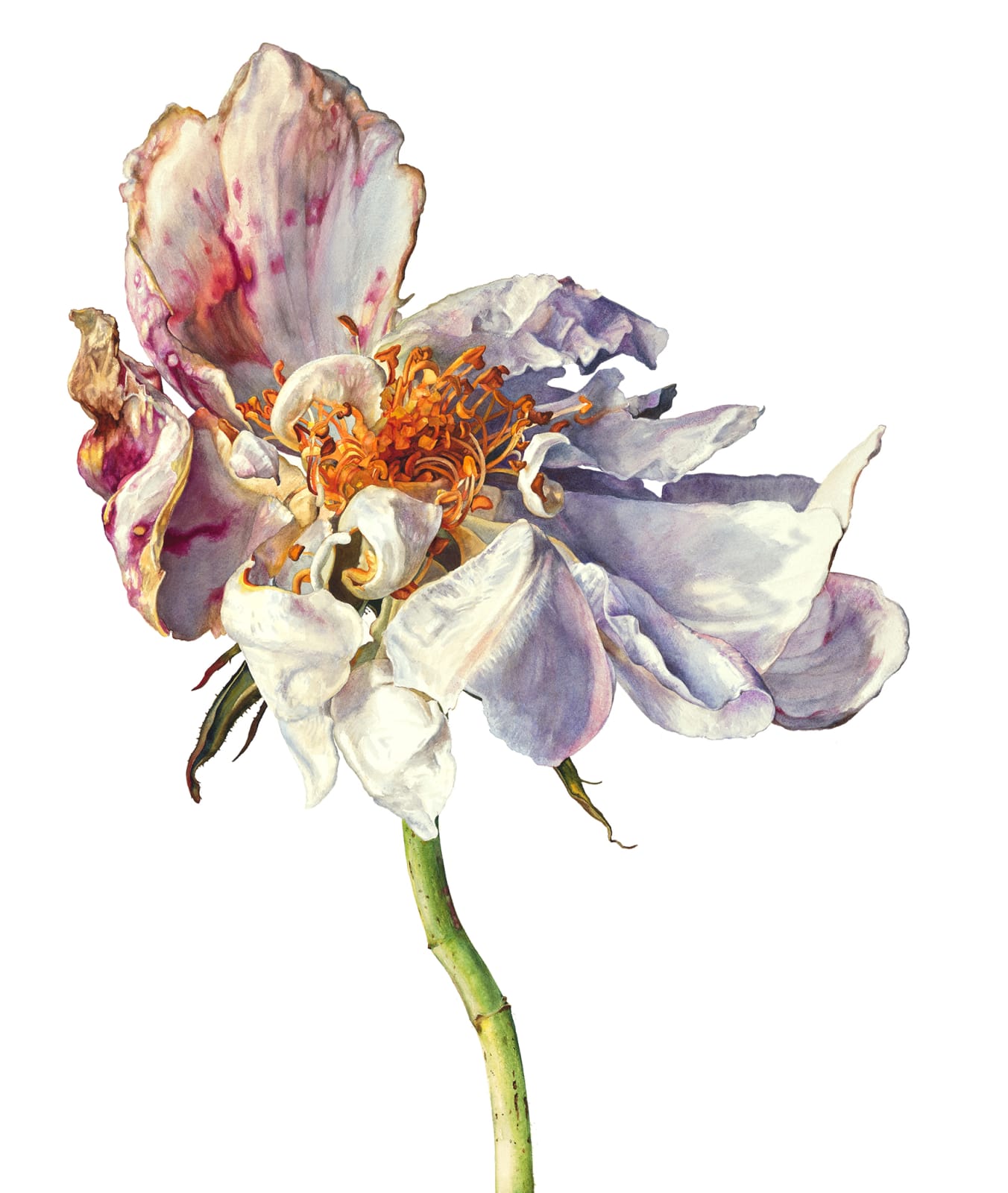 Rosie Sanders, The morning's light