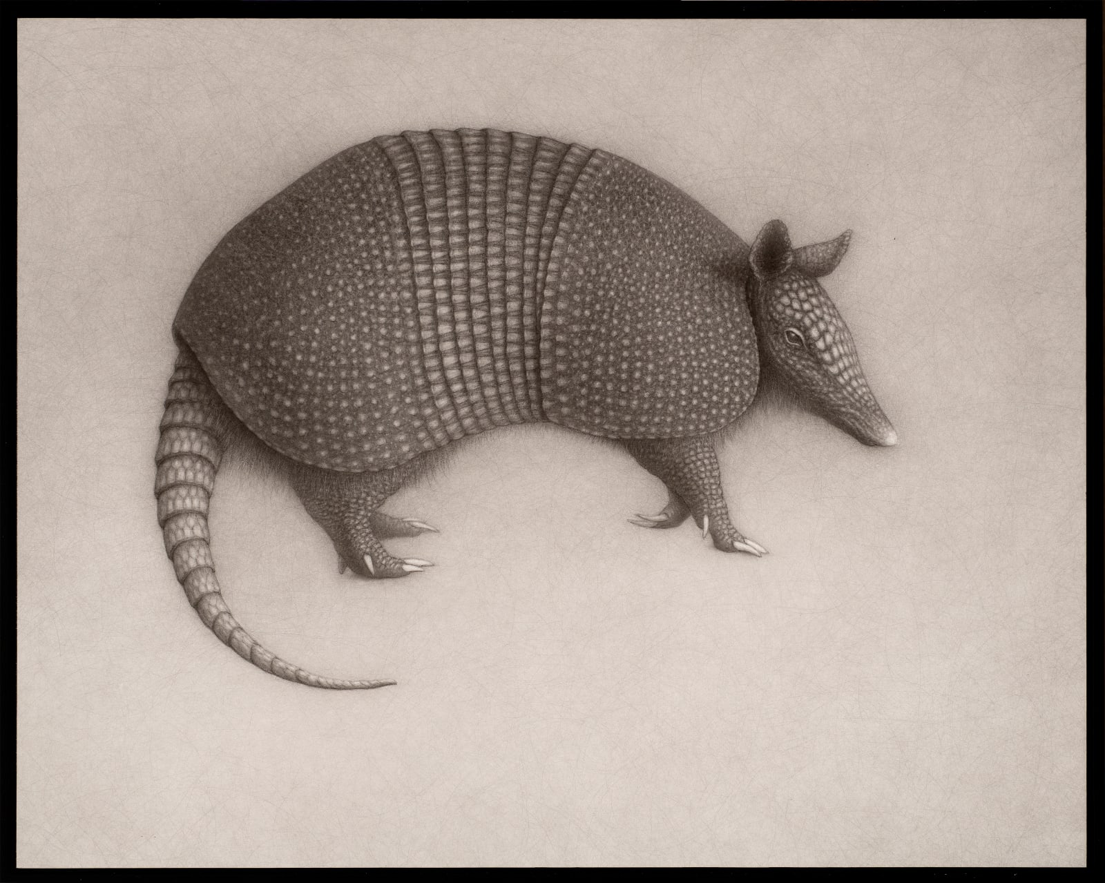 Lee Andre, Armadillo, 2022