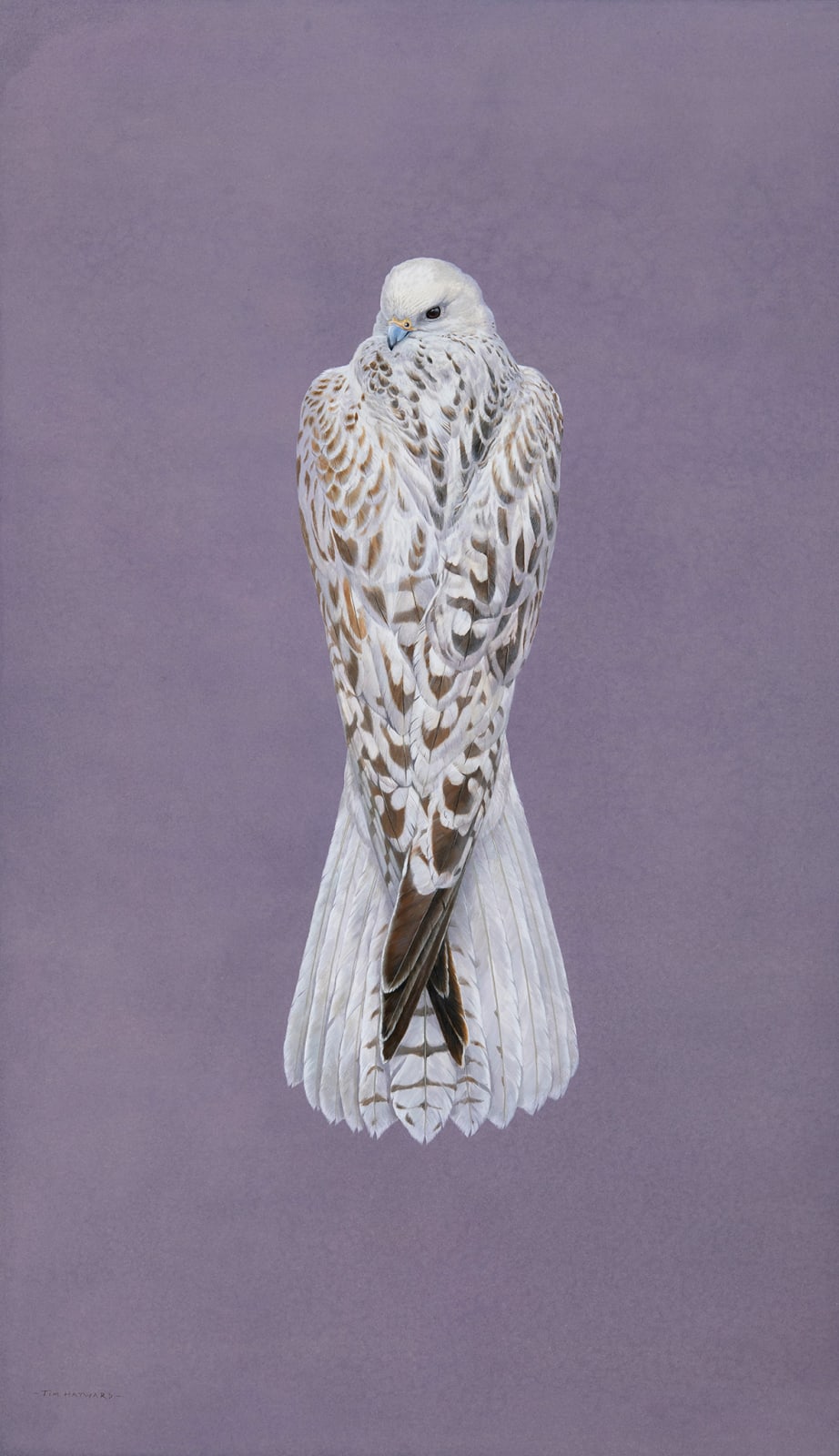 Tim Hayward, Gyrfalcon - Violaceous