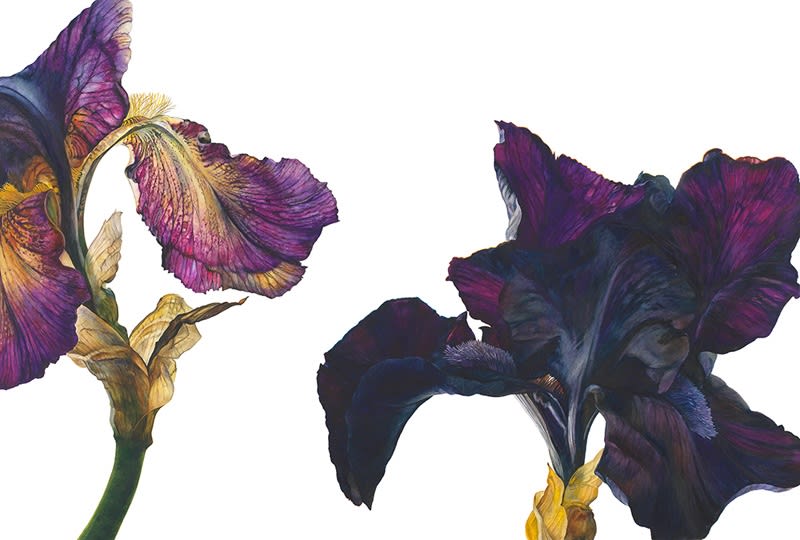 Rosie Sanders, Purple and Yellow Iris