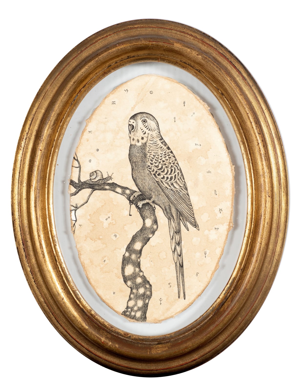 Andrea Collesano, INVENTUM ( PARROT ) , 2022