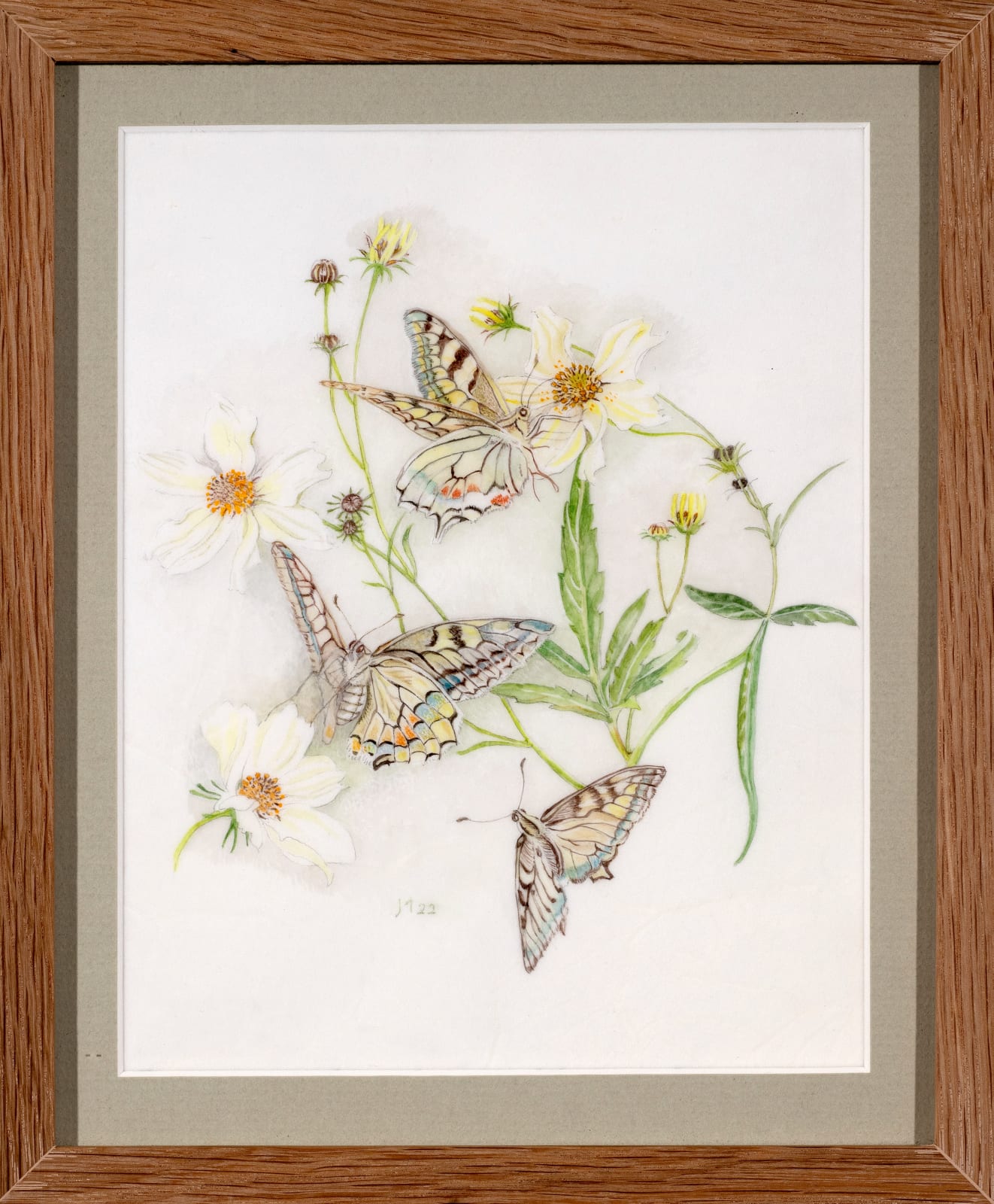 Janet Marsh, Swallowtail butterflies our only representative of the family Papillonidae rests on Bidens aurea the Arizona beggarticks, 2022