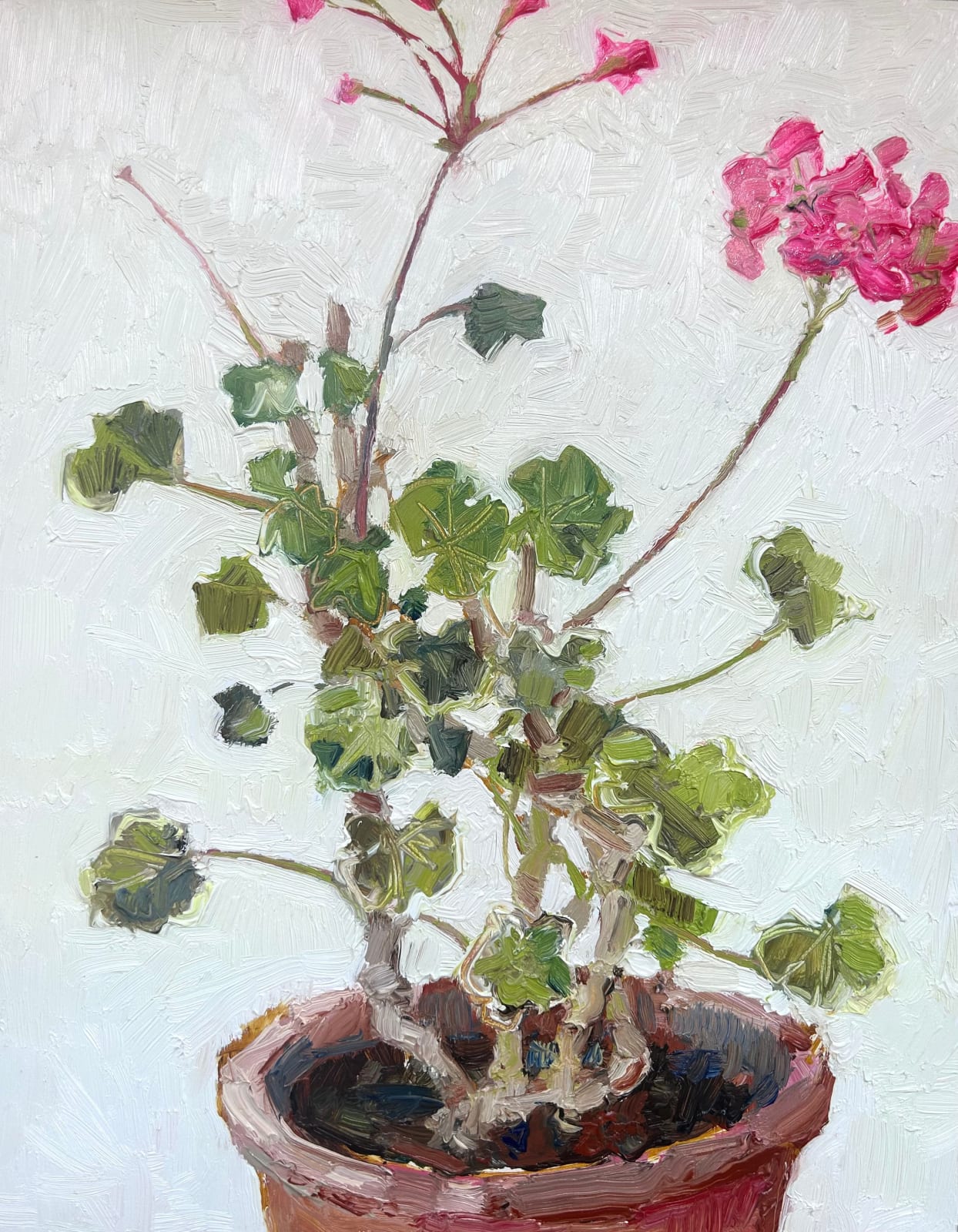 Nicola Stratton Tyler, Old Pink Pelargonium