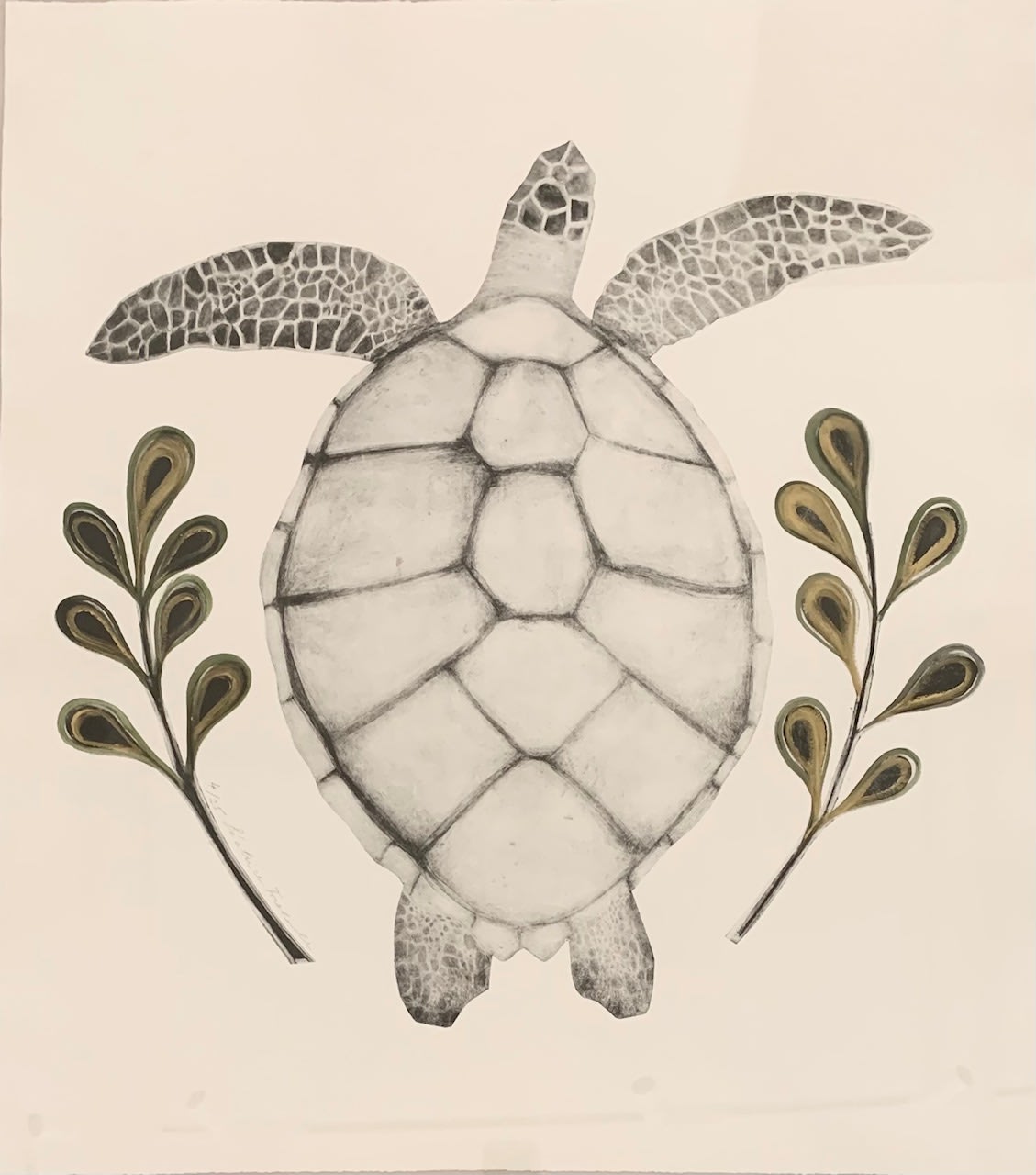 Beatrice Forshall, Hawksbill Turtle