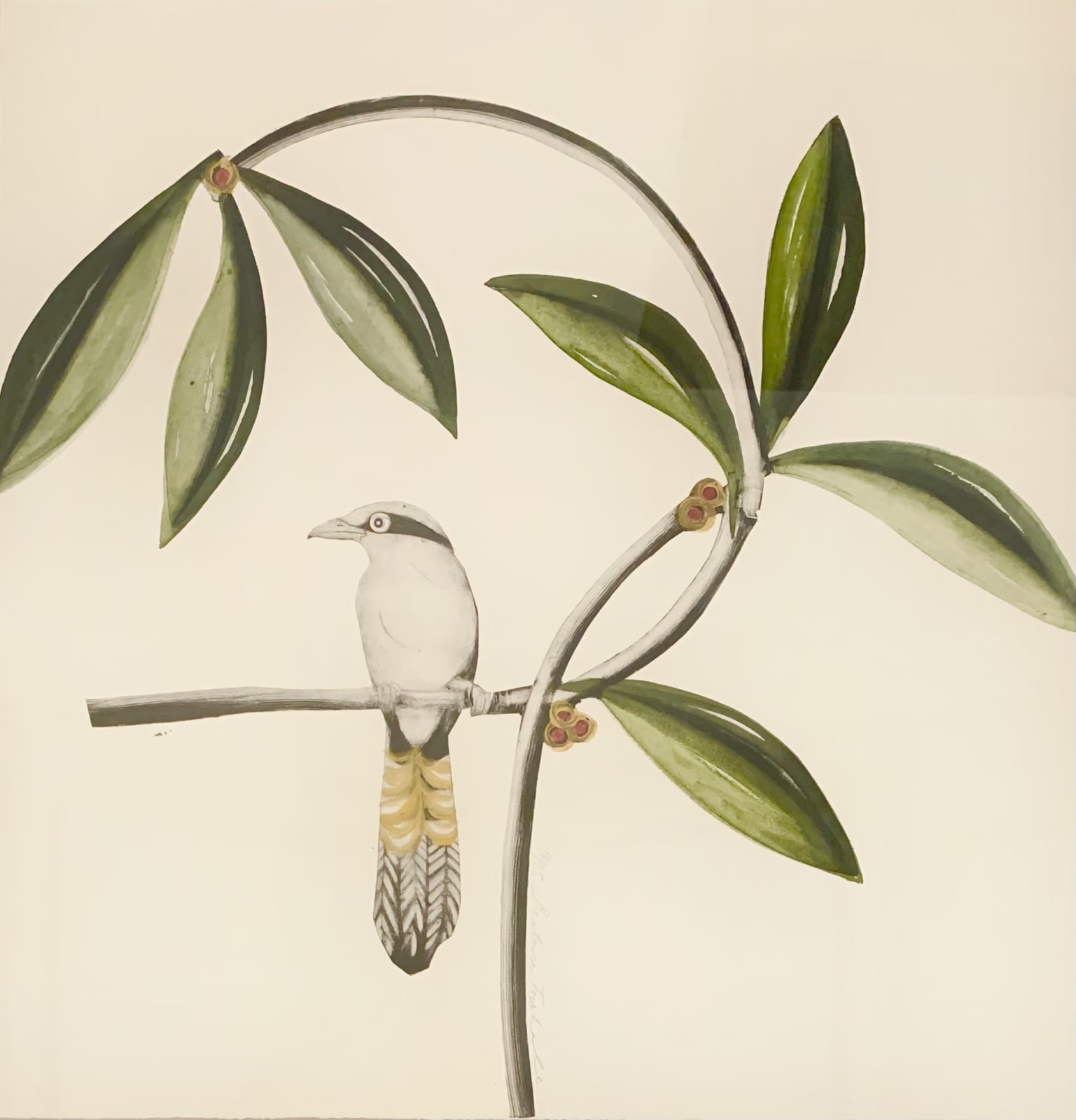 Beatrice Forshall, Javan Green Magpie