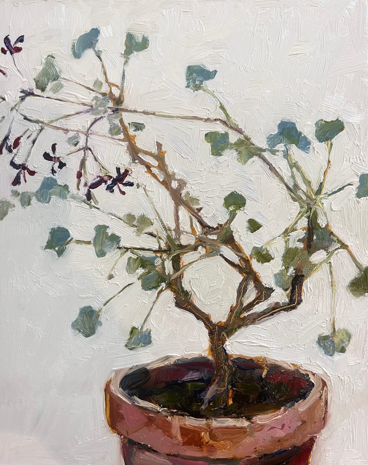 Nicola Stratton Tyler, Pelargonium 'Sidoides'
