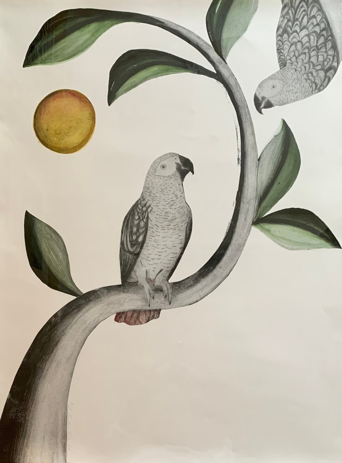 Beatrice Forshall, African Grey Parrots