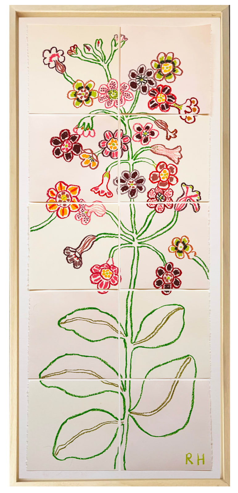 Rosie Harbottle, Primula