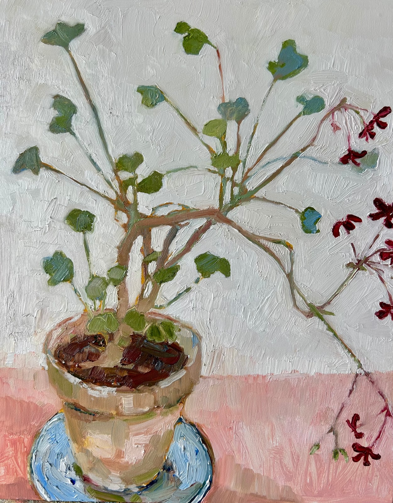 Nicola Stratton Tyler, Pelargonium 'Sidoides' and Blue Saucer