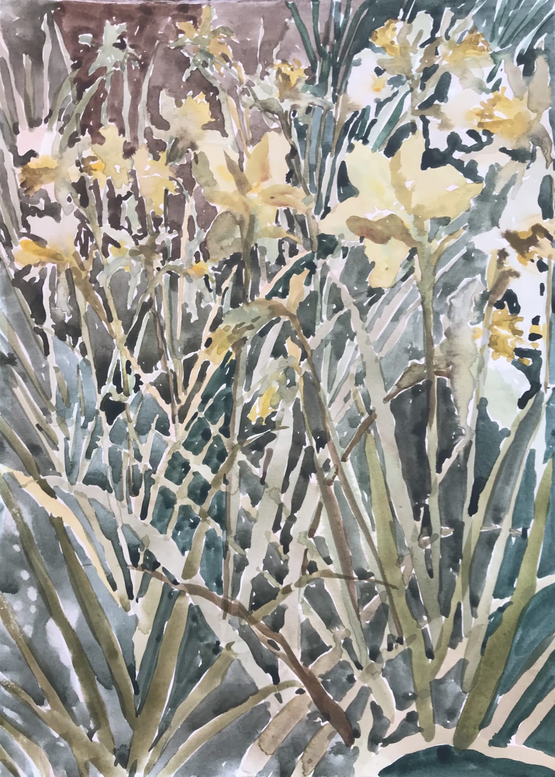 Beatrice Hasell-McCosh, Daffodils