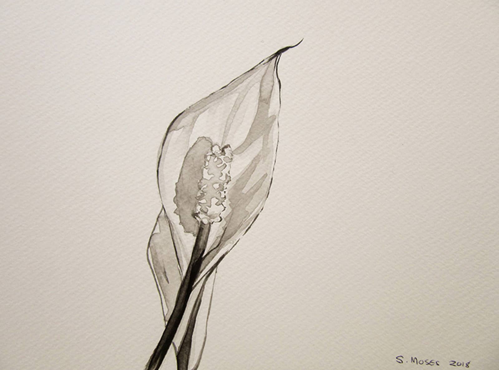 Sharon Moses, Peace Lily, 2018