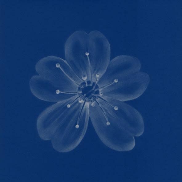 Wang Meiyi, Studies of Emoji: Cherry Blossom , 2021