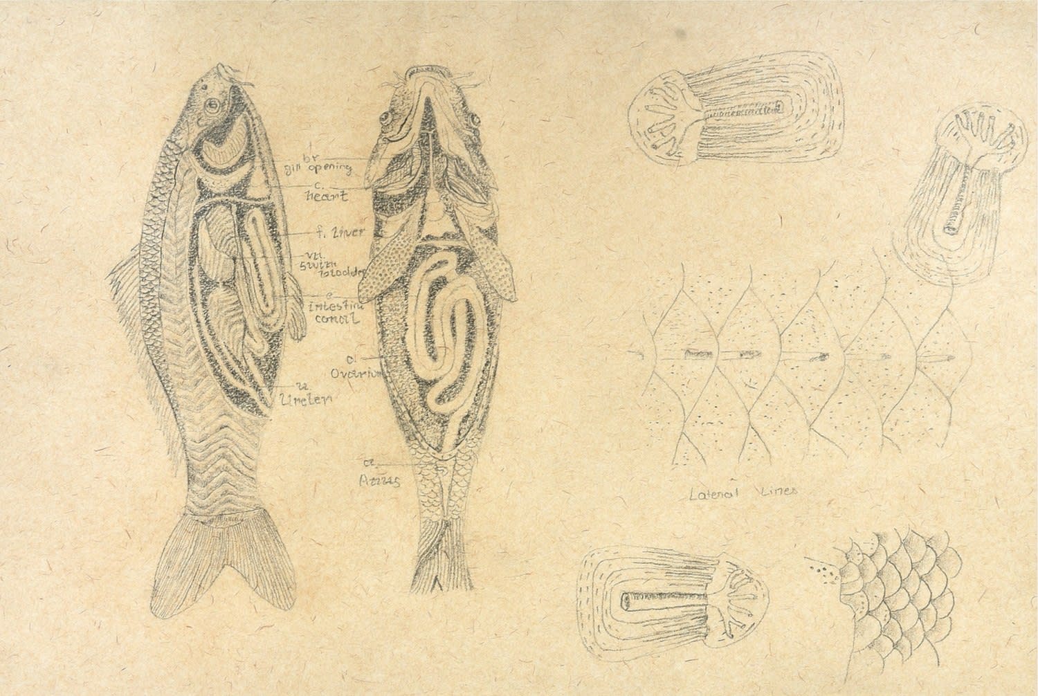 Krupali Kathiriya, S2