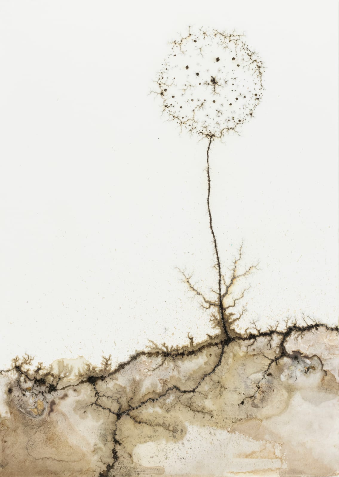 Krištof Kintera, Ampera Astra, 2024