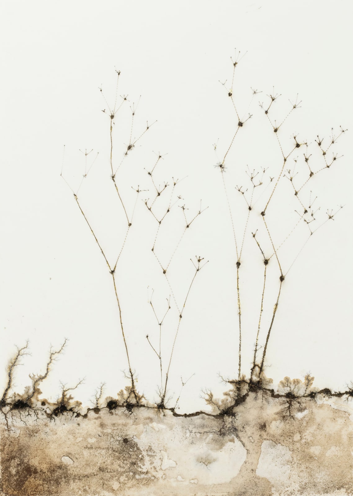 Krištof Kintera, Volta Systematica, 2024