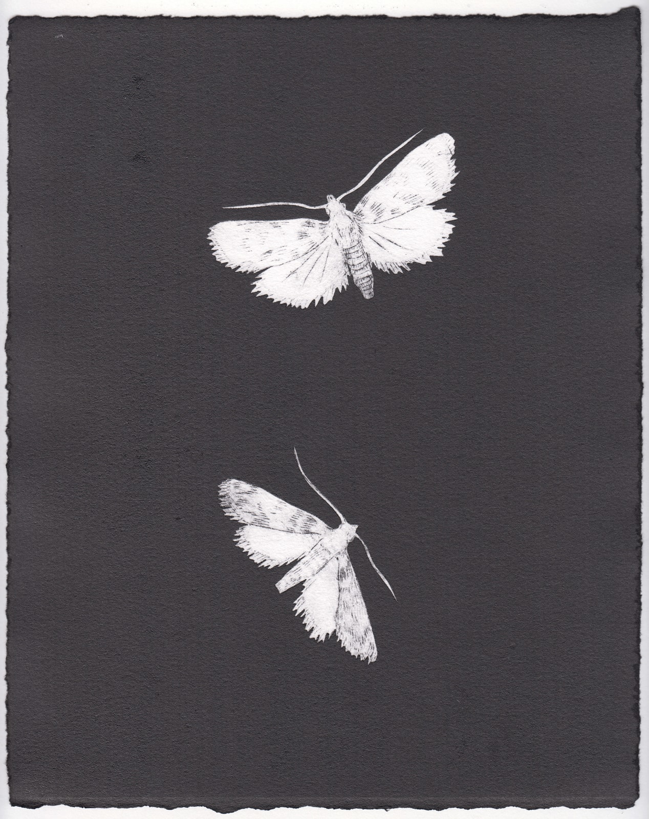 Camilla Taylor, Eclipse XXX, 2022