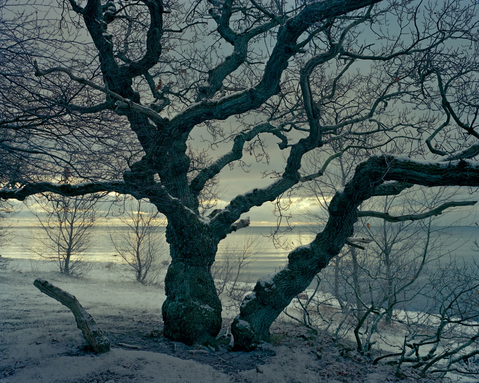 Joakim Eskildsen, (Home Series) Old Oak
