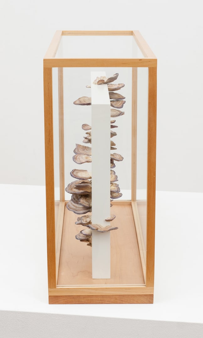 Roxy Paine, Untitled, 2011
