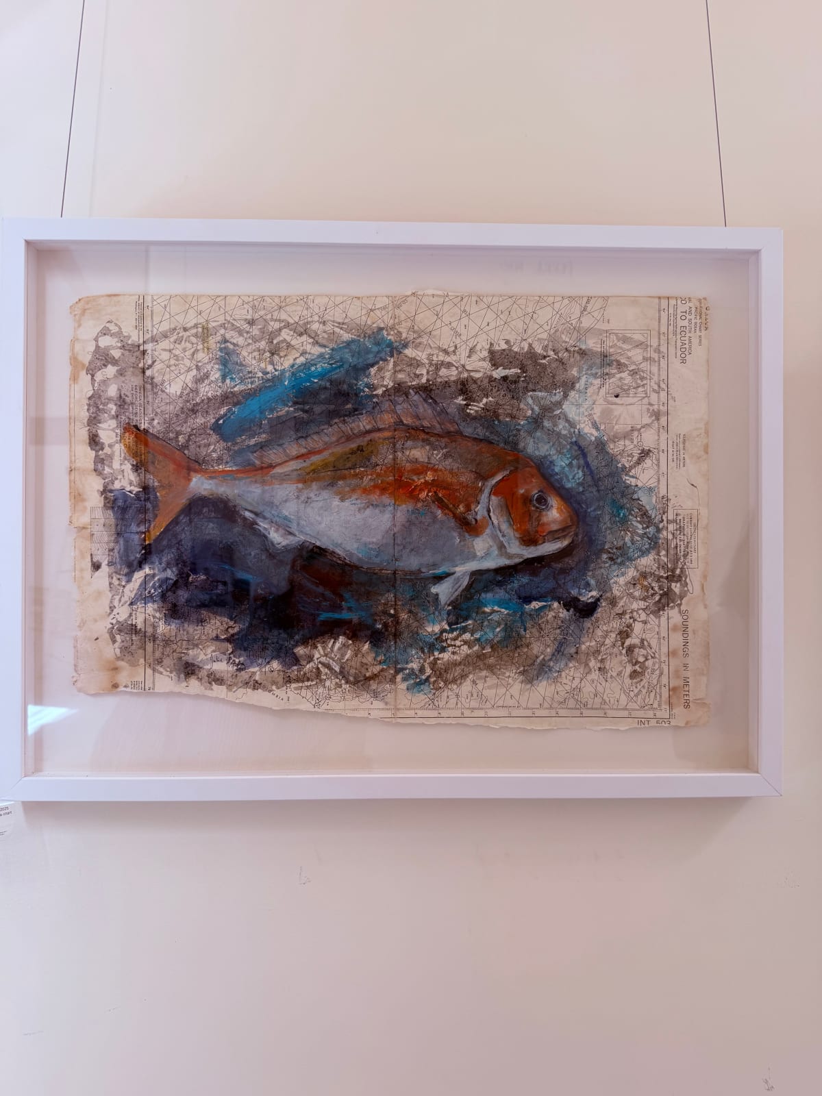 Julie Hamilton, Snapper in Blue, 2025