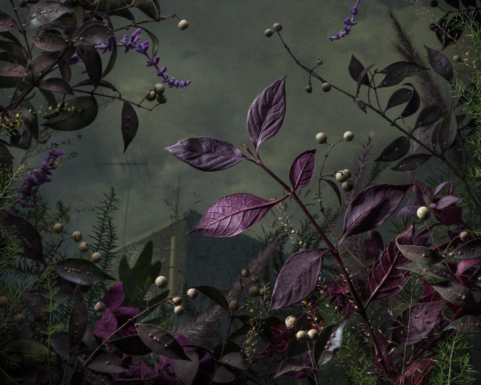 Daniel Shipp, Protected Verge, 2019
