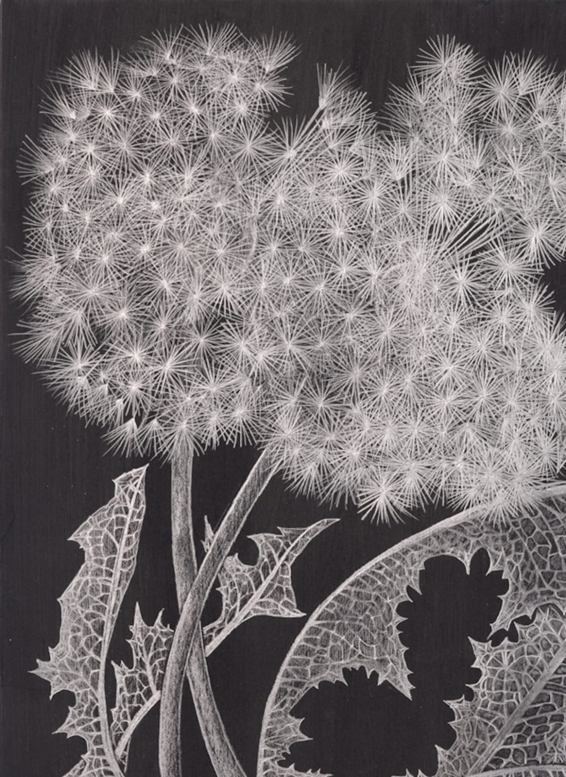 Margot Glass, Two Dandelions 1, 2019