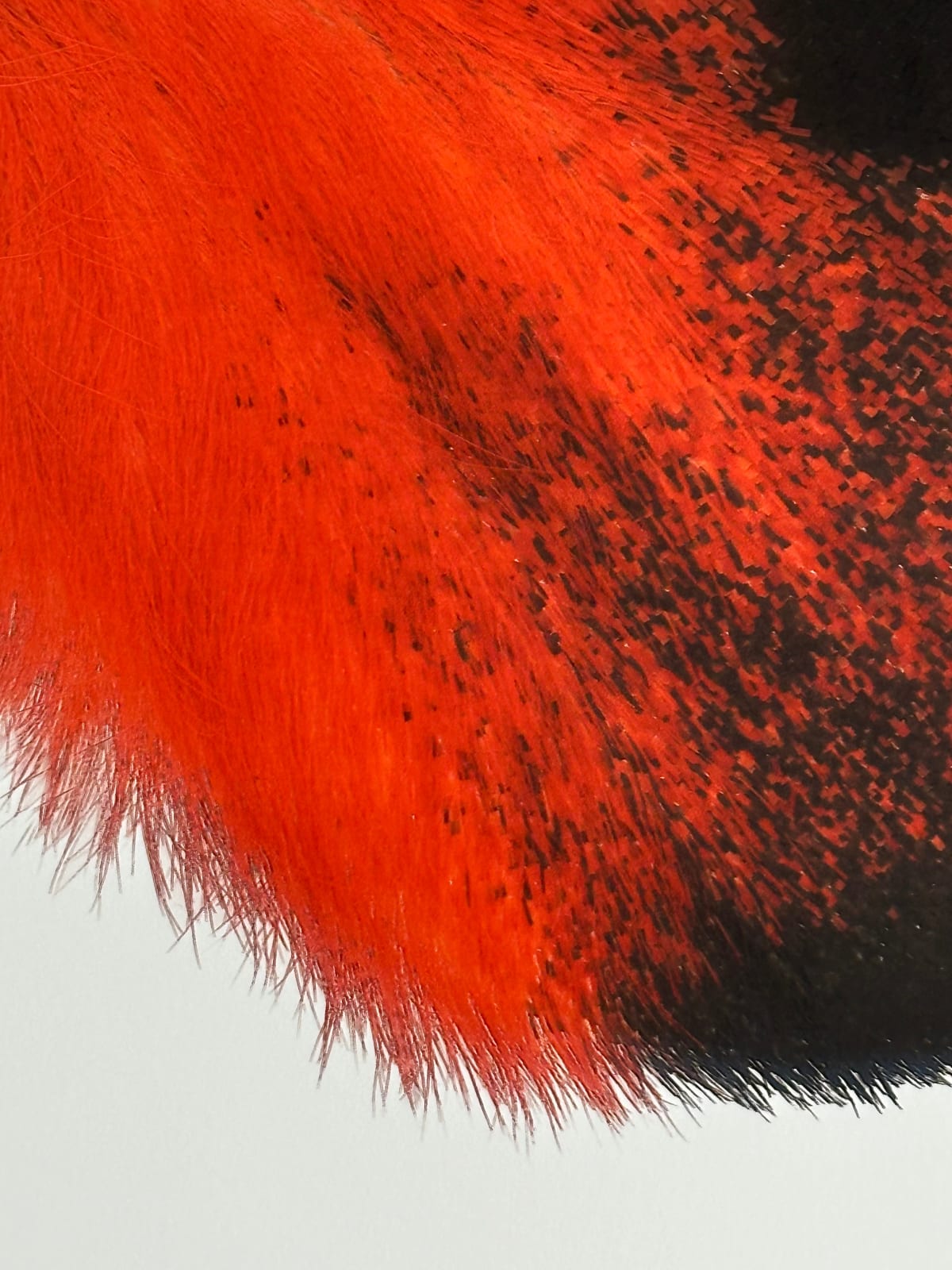 Joseph Scheer, Hemileuca electra cleo, 2006