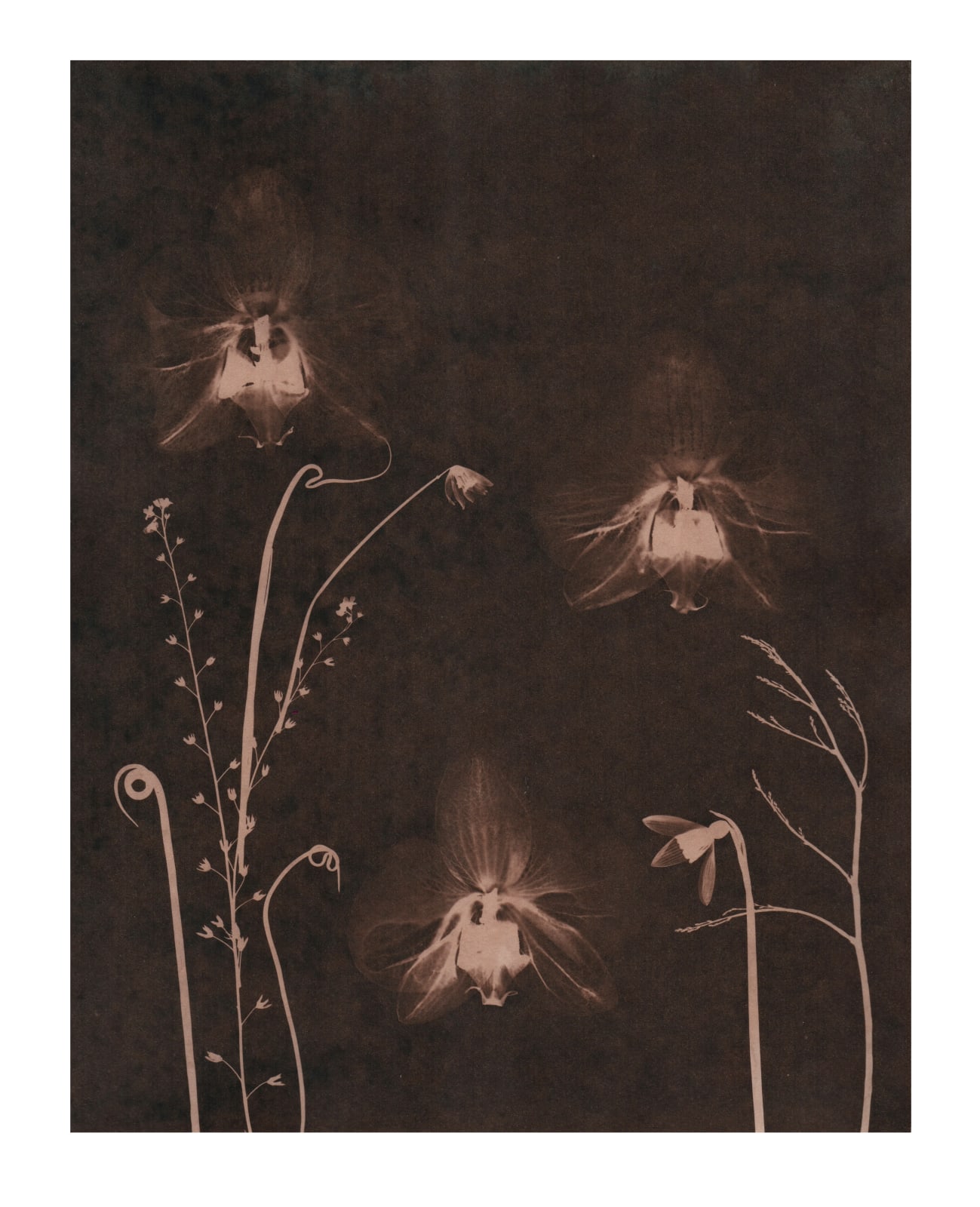 Julia Whitney Barnes, Cyanotype Painting (Tea Toned Orchids, Snow Drop, etc), 2021
