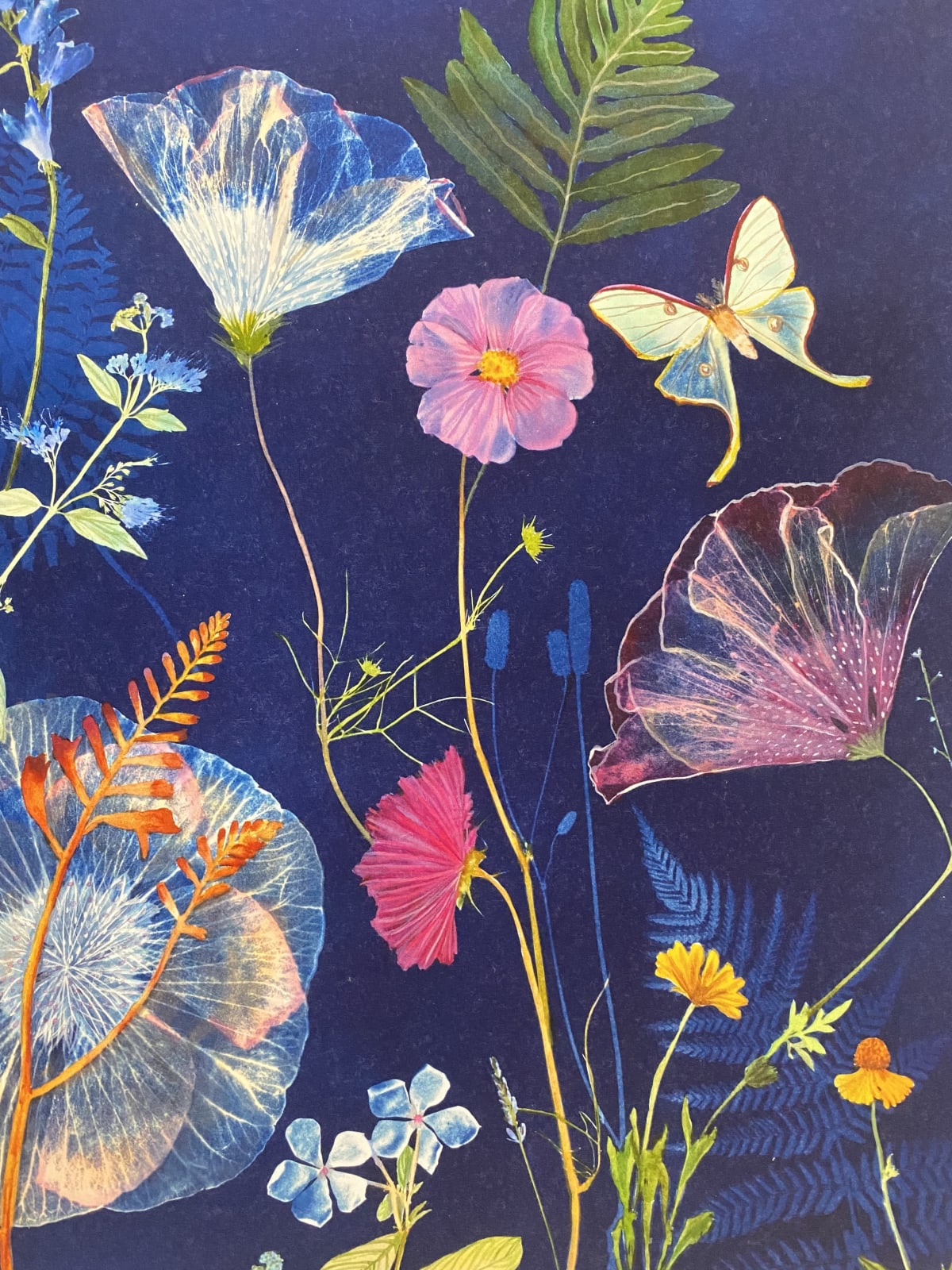 Julia Whitney Barnes, Cyanotype Print (Hibiscus, Ferns, Mont Bretia, Moths, etc), 2021